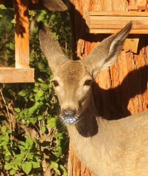 bambi 3.jpg