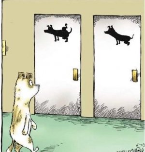 DOGGIEDOORS.jpg