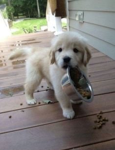 animal.jpg