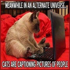 5febc015253e0fec774e7732081fb3e5--funny-cat-quotes-funny-cat-pics.jpg