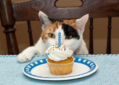 birthday cat 4 all.jpg