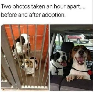 dogsnowand then.jpg