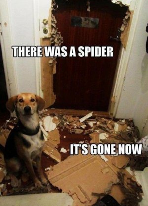 D08AB13C-705B-4CE4-BA01-282240BA7AE1.jpeg