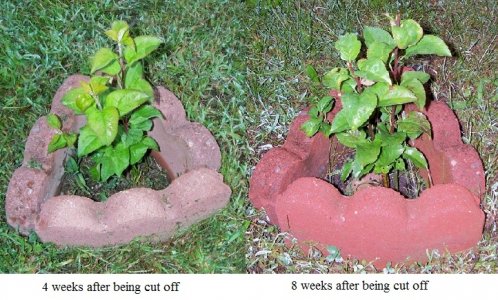 apple tree 4and 8 weeks later.jpg