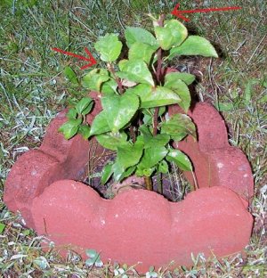 apple tree 8 weeks later.jpg