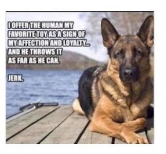 dog loyalty .jpg