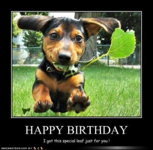 dog-happy-birthday-memes-83-768x753.jpg