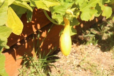 squash.jpg