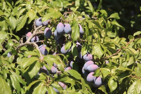 plums.jpg
