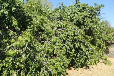 plum tree.jpg