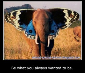 elephant butterfly.jpg