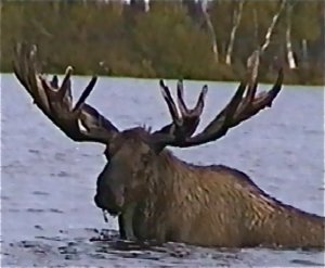 moose1.jpg