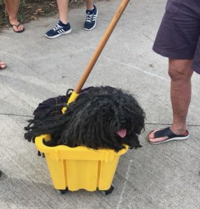dog-mop-halloween-costume-mainstrasse-paw-rade-coverimage.jpg