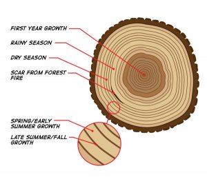 tree-rings-diagram.jpg