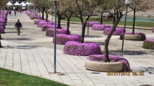 VIOLET FLOWERS.jpg