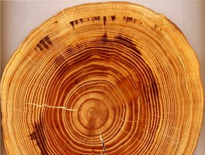 tree-ring.jpg