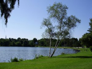 a a a a birch stand on lake wide view.jpg