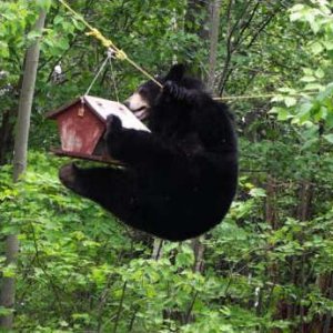bear_in_bird_feeder_use_gsgh.jpg