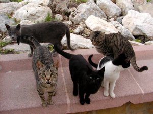stray06.jpg