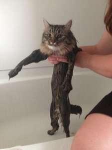 hilarious-wet-cats-15.jpg