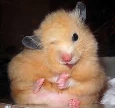 hamster.jpg