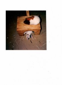 pig and dixie1 (580x800).jpg