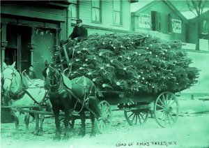 Load of Xmas trees.jpg