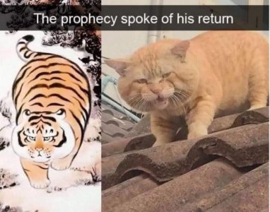 cat.JPG