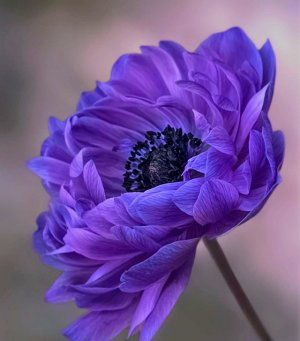 tumblr_ff9e653345bb4145377fa656894b3b25_ecba1ccb_640.jpg