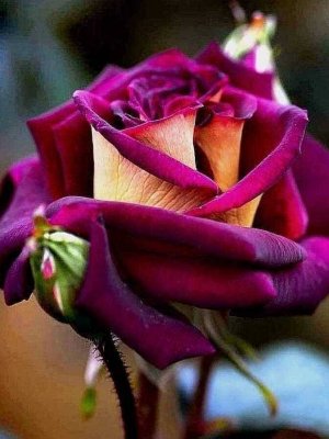 tumblr_9599811fffdcbb0e62f8984a0e699b38_ac567f3a_1280.jpg