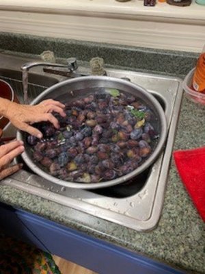 plums 2.jpg