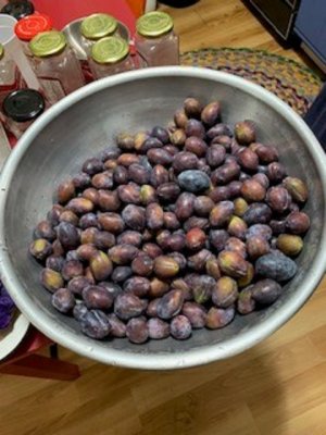 plums.jpg