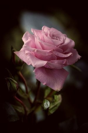 rose morn 4 you.jpg