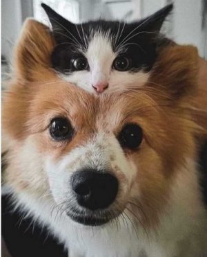 cat dog.jpg