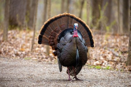 turkey shutterstock.jpg