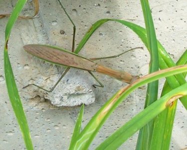 mantis.jpg