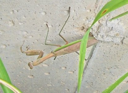 mantis1.jpg