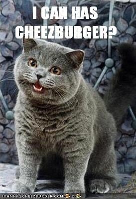 famous-cat-meme-which-started-and-launched-the-website-i-can-haz-cheezburger.jpg