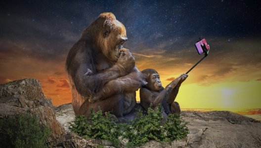apeselfie.jpg