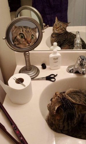 cattitude 2.jpg
