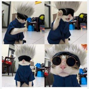 catz.JPG
