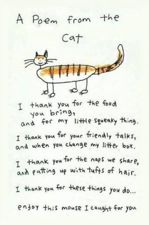 cat joke.jpg