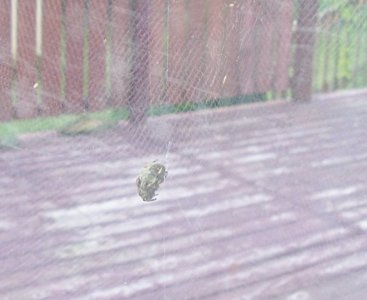 spider2.jpg