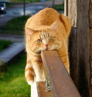 cattitude marm.jpg