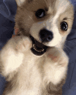 637BE8E6-0239-44E4-9221-D59172EBAB9C.gif