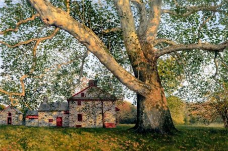 timothy barr  gilpin sycamore.jpg