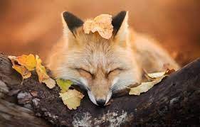 fox in fall.jpg