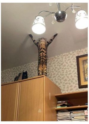 cet.JPG