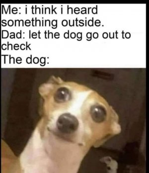 letdogcheckit.jpg