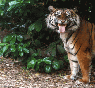 4.gif